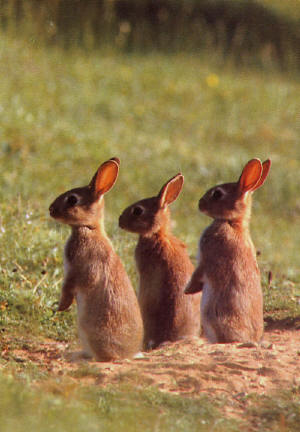 [rabbits_small.jpg]
