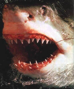 [shark+teeth.jpg]
