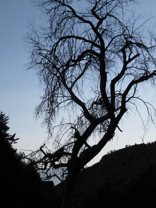 [Tree-Silhouette.jpg]