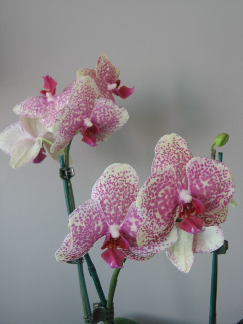[March+22+orchid.JPG]