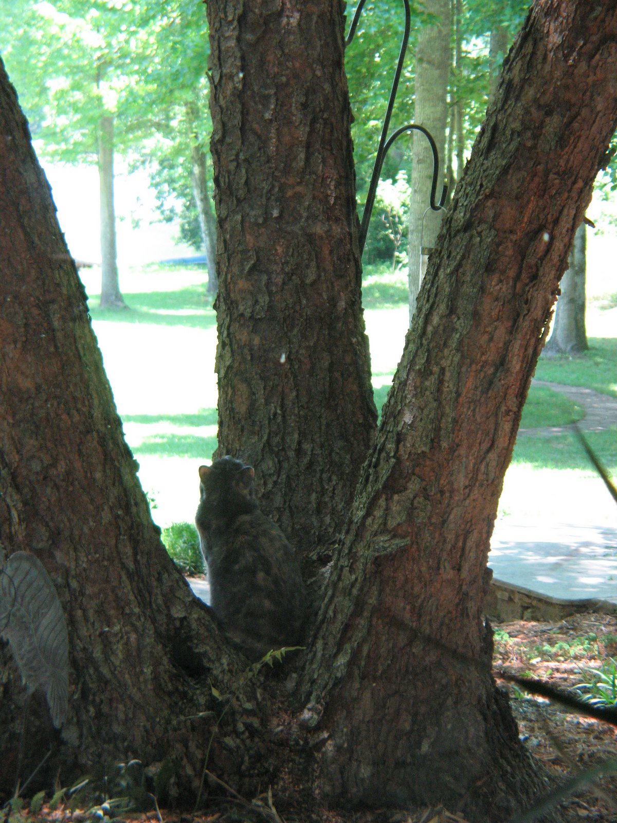 [cat+in+tree+trunk2.JPG]