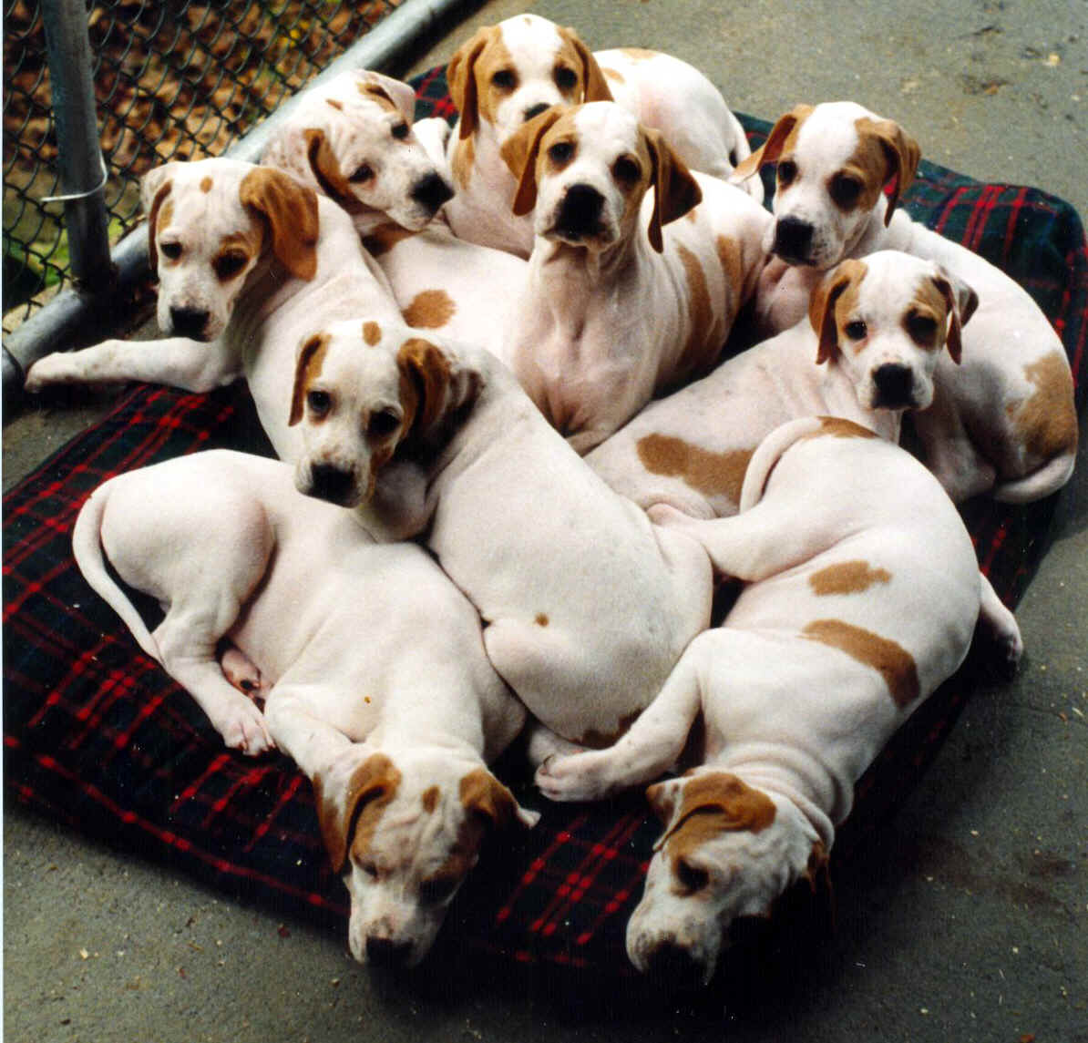 [puppies-brown-white-on-blanket.jpg]