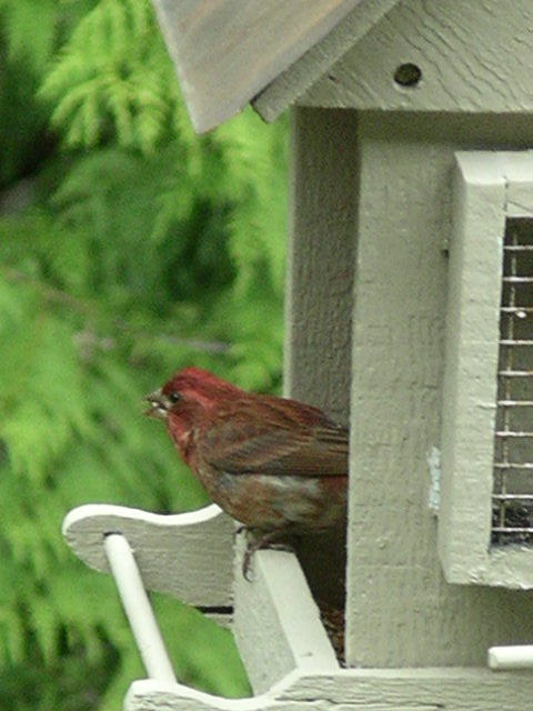 [June13th+red+bird.jpg]