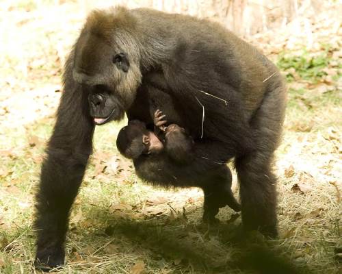 [gorilla+with+baby+(2).jpg]