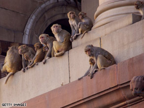 [art.delhi.monkeys.getty.jpg]
