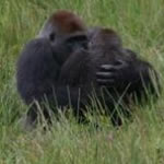 [gorilla-mating-face-to-face.jpg]