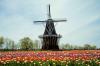 [holland+windmill+and+tulips1.jpg]