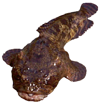 [toadfish2.gif]
