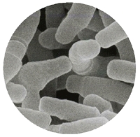 [Bifidobacterium+longum.JPG]