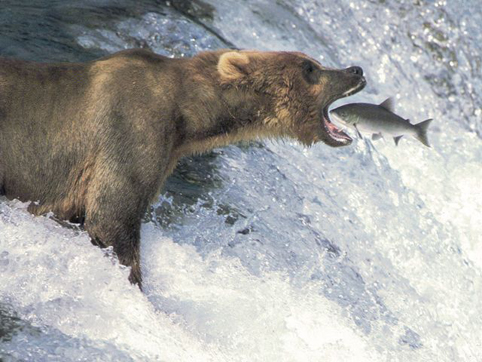 [salmon_bear.jpg]