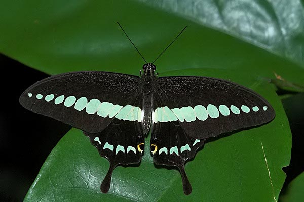 [Banded+Swallowtail+FH.jpg]