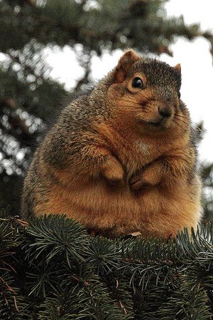 [fat_squirrel.jpg]