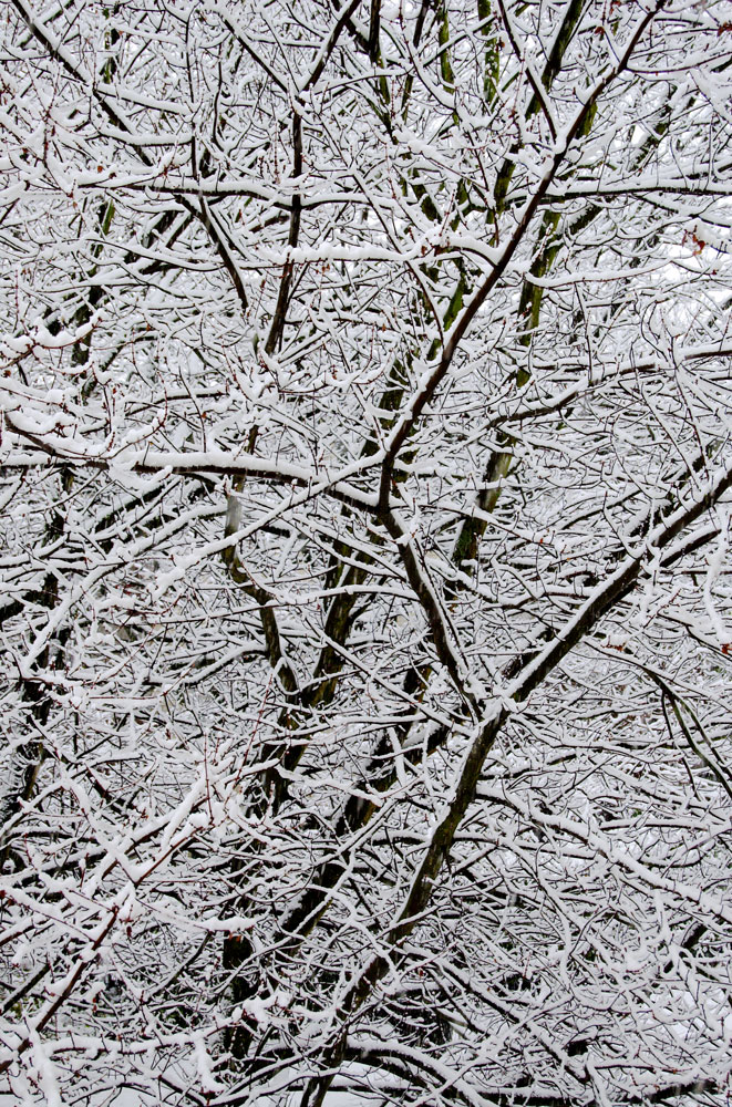 [snowy-tree-vert.jpg]