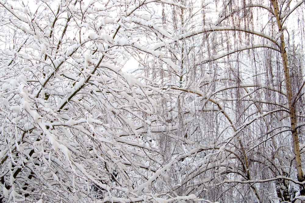 [snowy-trees.jpg]