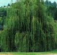Not All Trees Are Willow Trees