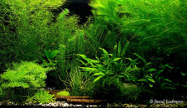 [Pflanzen+gegen+Algen_AquariumBK.jpg]