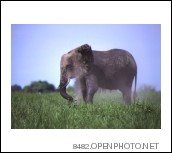 [openphotonet_Elephant_dustbath.jpg]