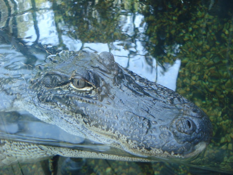[alligator+at+NSM3.JPG]