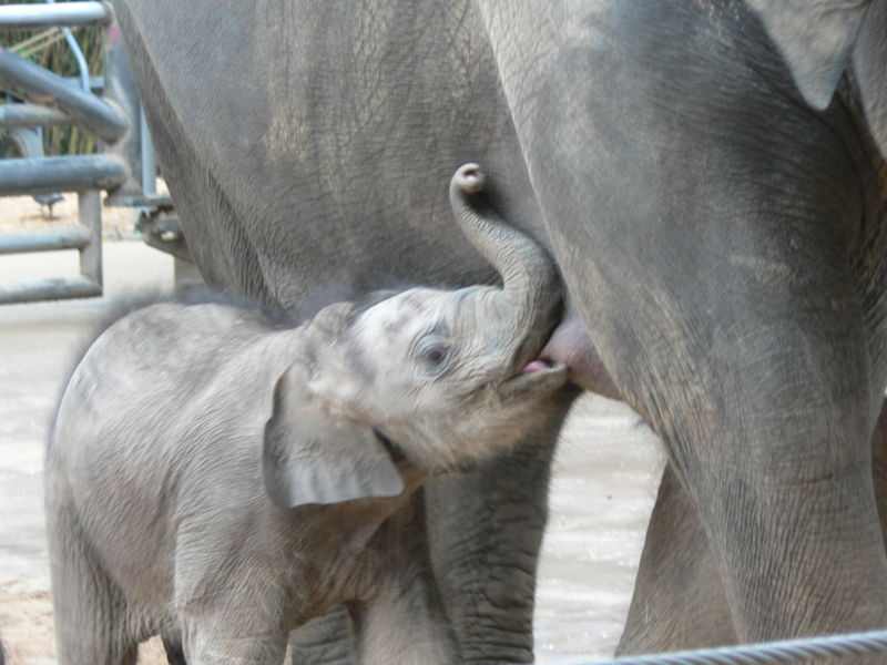 [800px-Breastfeeding_african_elephant.jpg]