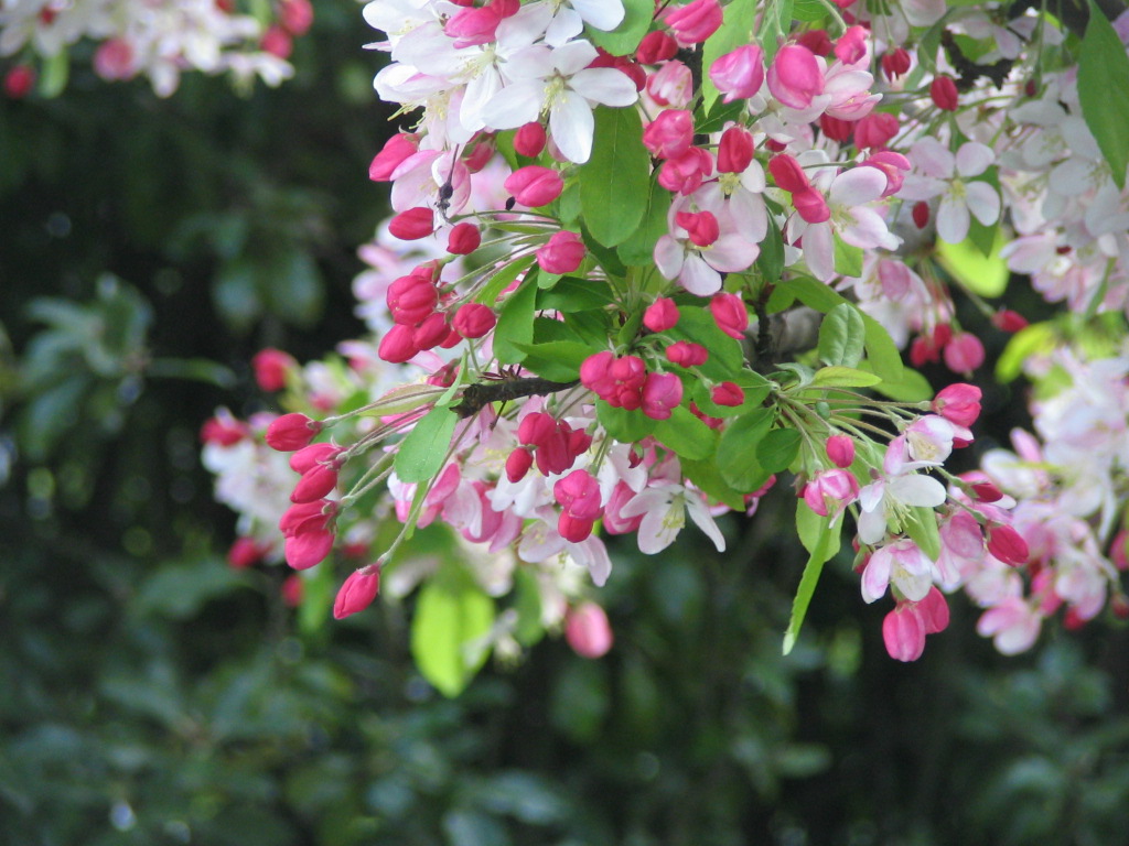 [cherry+blossoms+2.JPG]