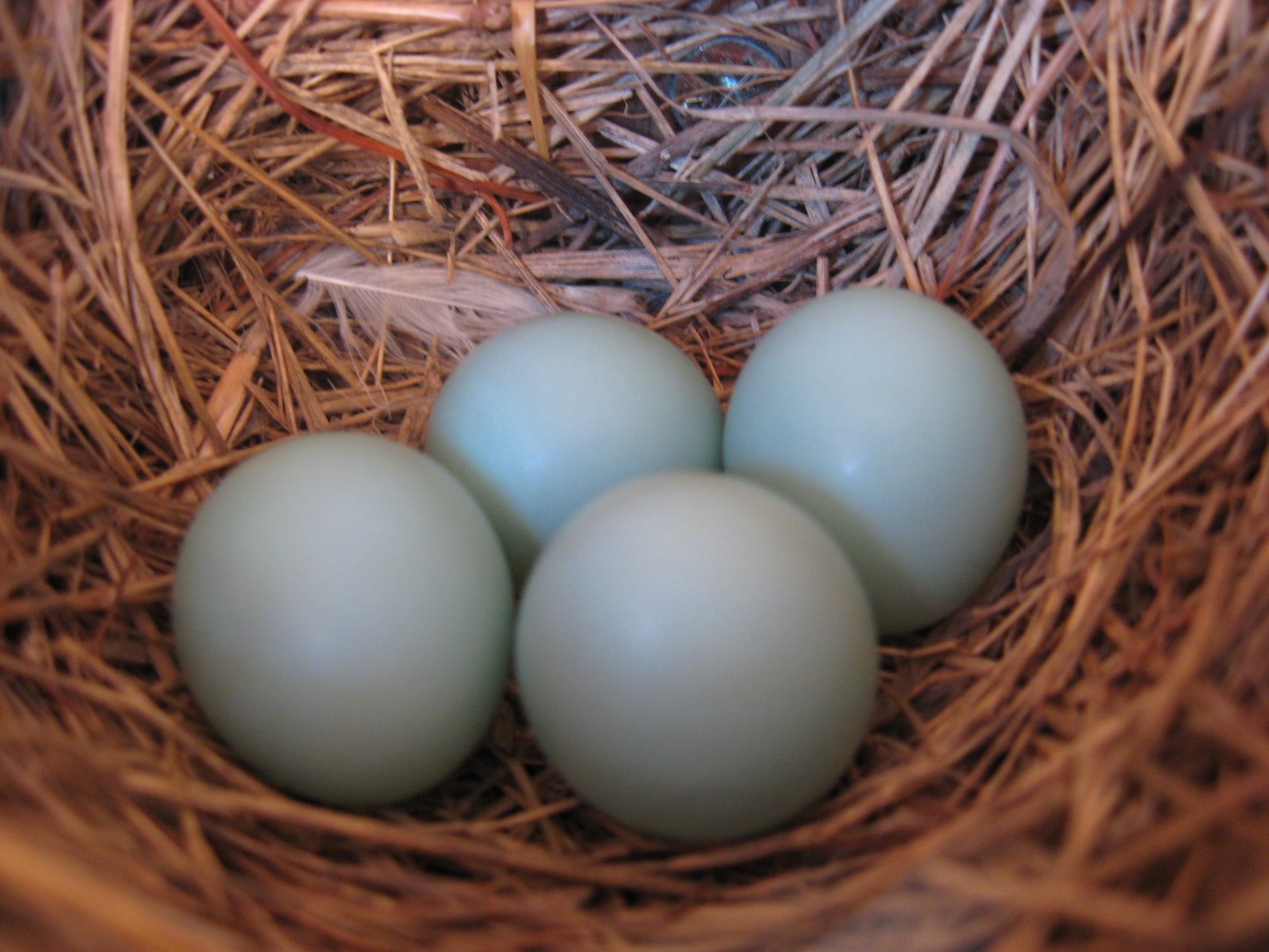 [Bluebird+eggs.JPG]