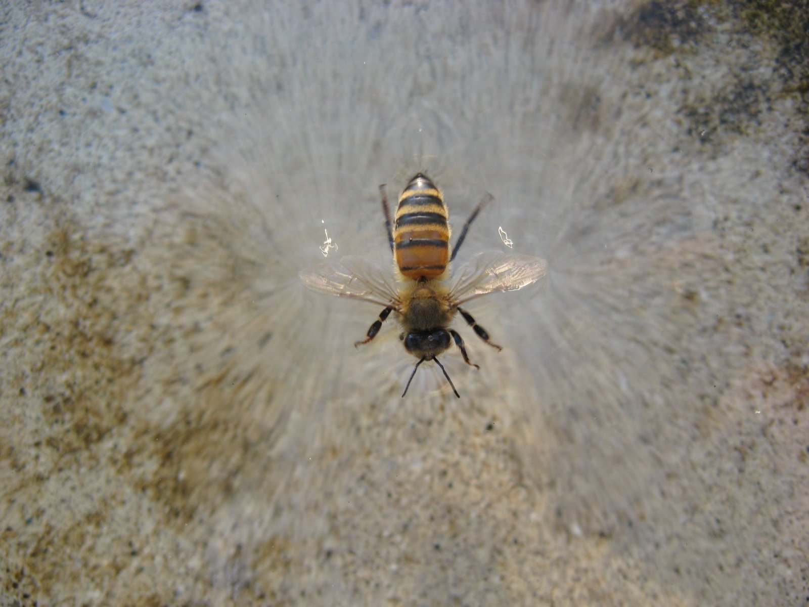 [Bee+in+birdbath.JPG]