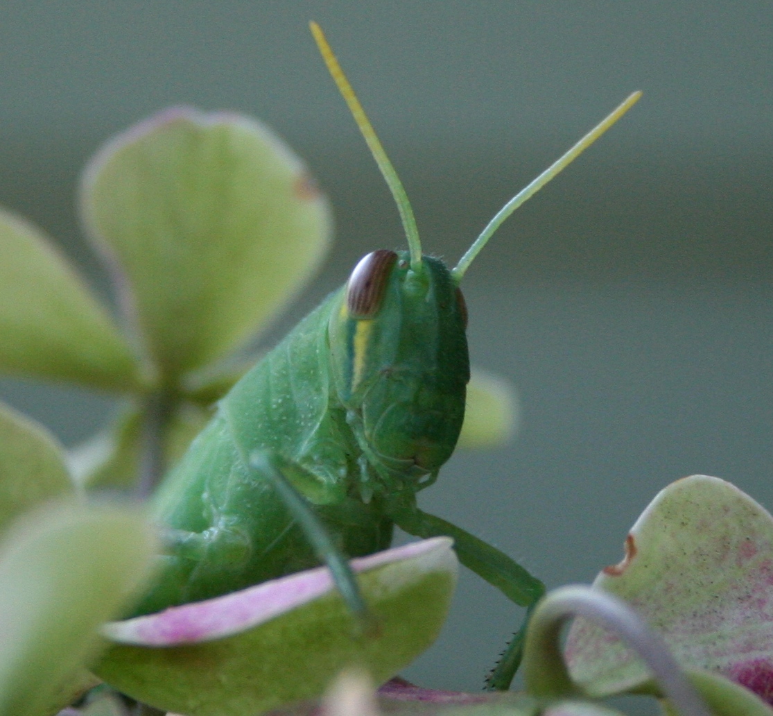 [Grasshopper+011.jpg]