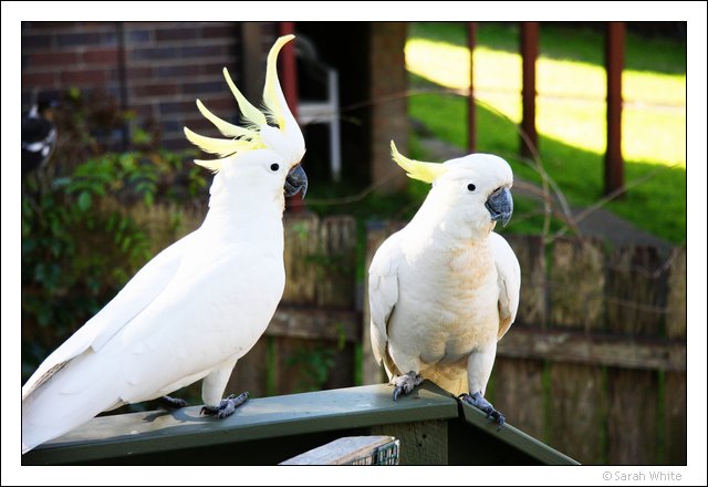 [2008-07-30+Cockatoos+on+the+deck+(6)+fiddled+resized.jpg]