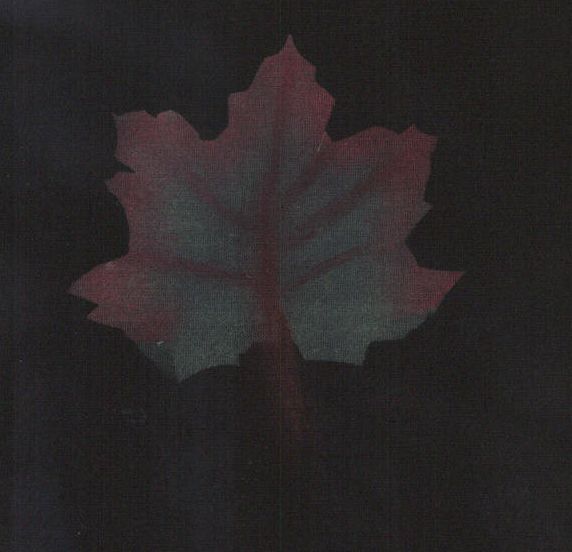 [leaf+scanned+as+photo.jpg]
