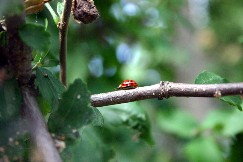 [Ladybug.jpg]