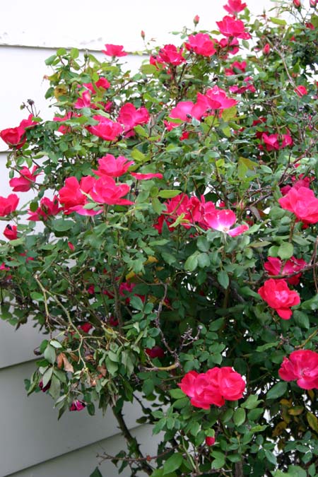[rose+bush.jpg]