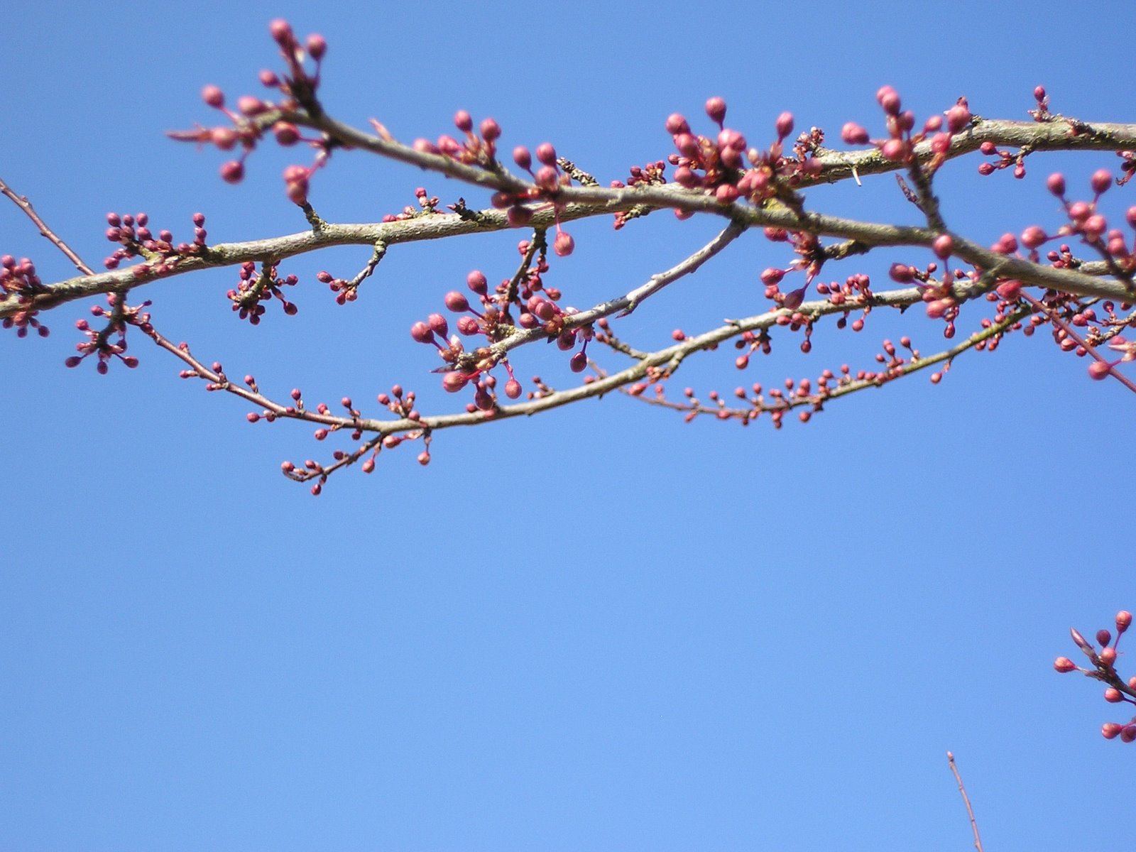 [Orchard+Tree+Feb+08.JPG]