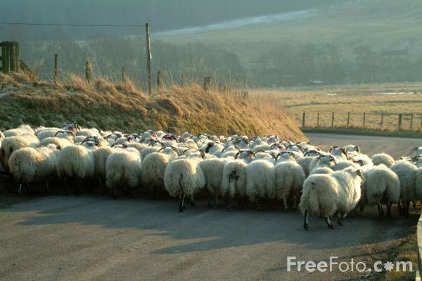 [07_48_16---Herd-of-sheep--Coquetdale--Northumberland_web.jpg]