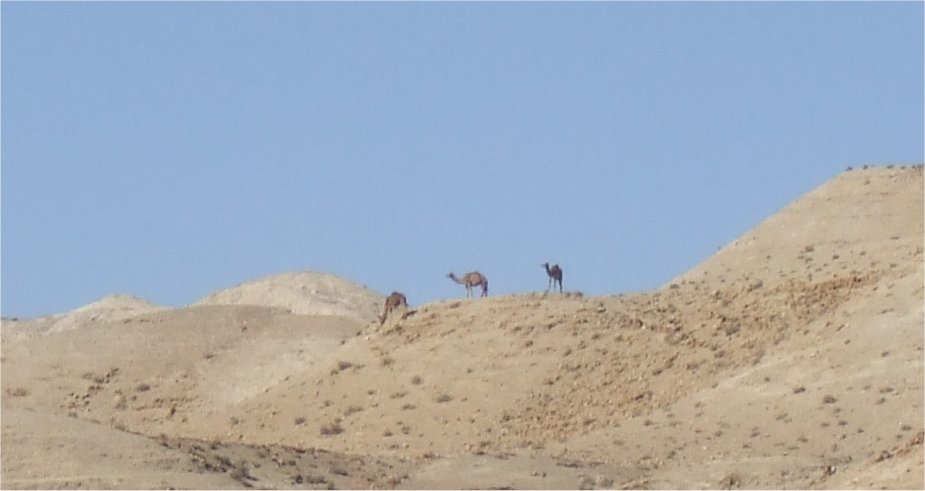[16-Camels+on+Horizon.jpg]