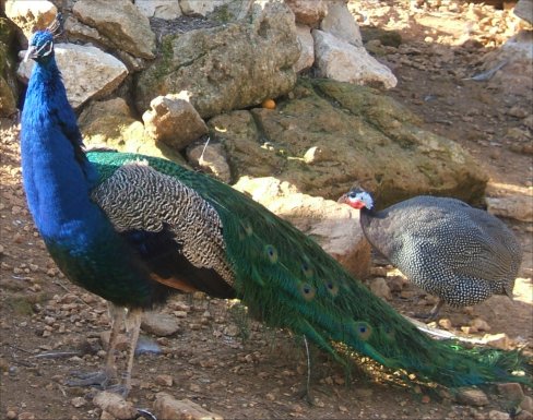 [Peacock2.jpg]