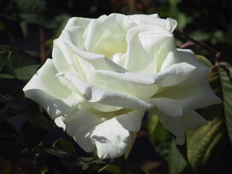 [White+Rose.jpg]