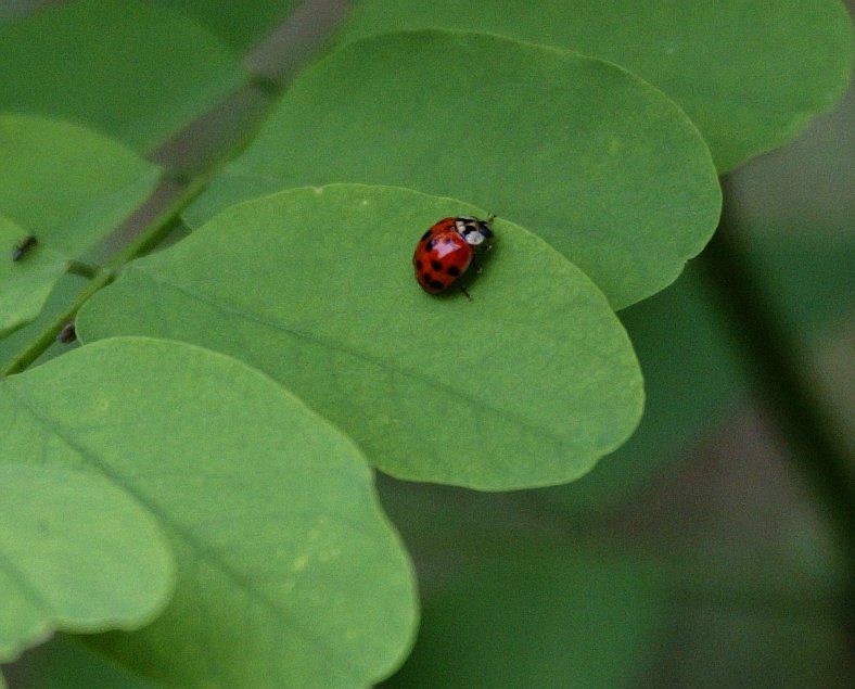[Ladybug1.jpg]