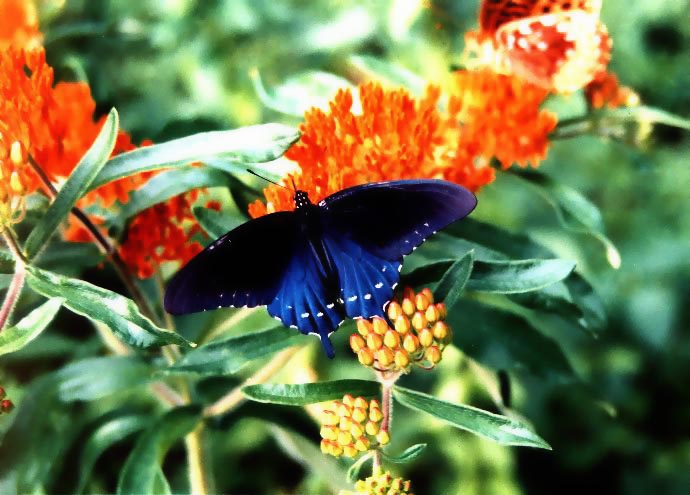 [Smooth2002+pipevine+swallowtail+on+butterfly+weed.JPG]