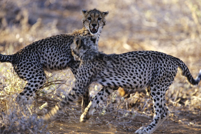 [Cheetahs.jpg]