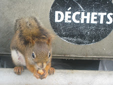Our dormitory squirrel