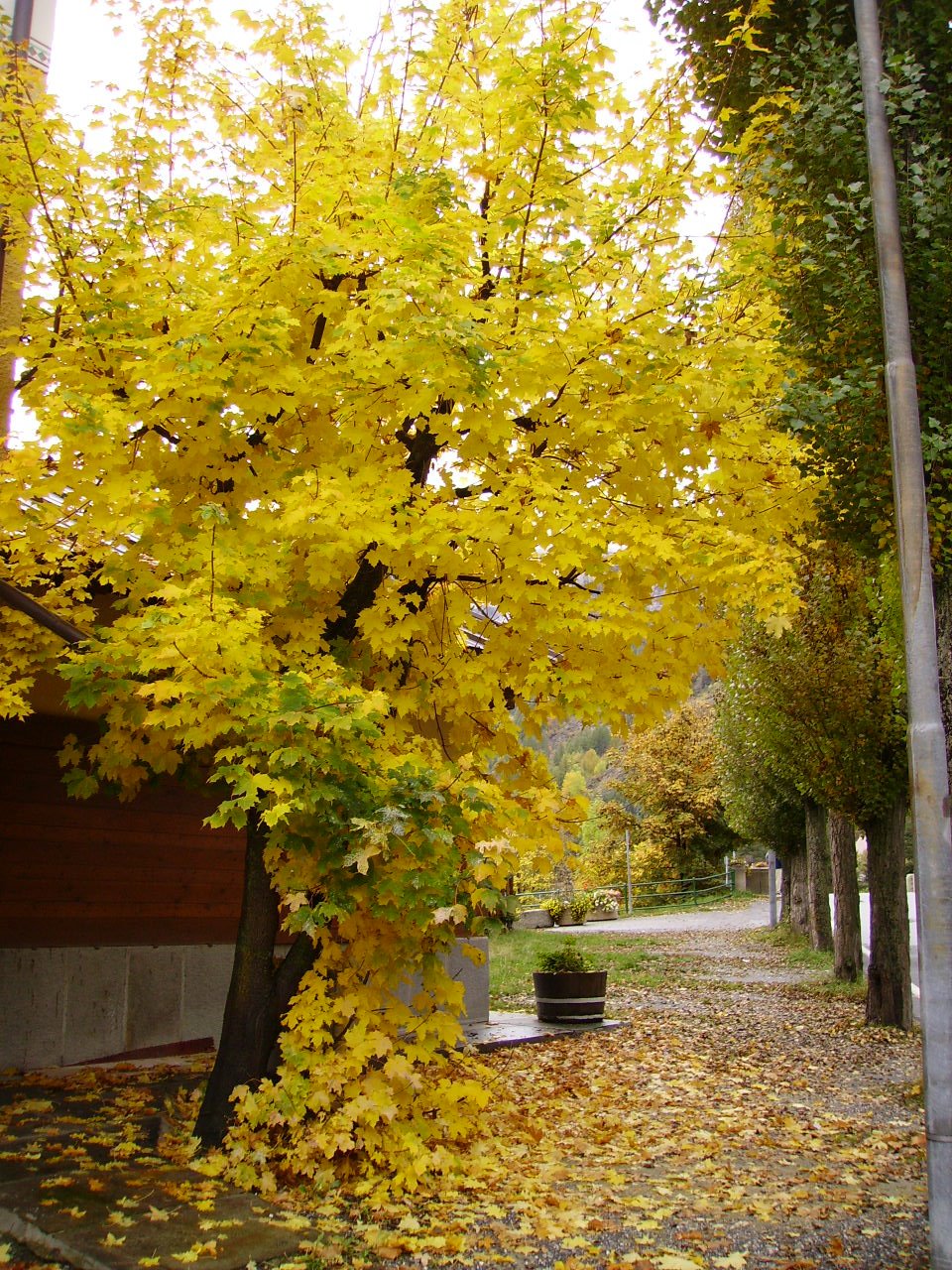 [yellow_tree.JPG]