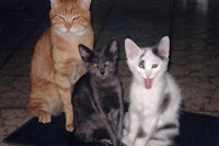 Picture of three cats with one kitten sticking out its tongue