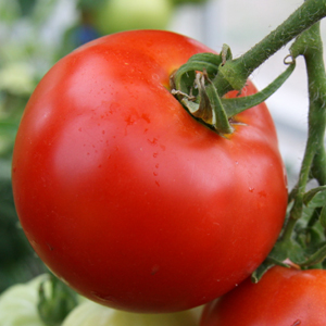 [Fresh+Tomatoes.jpg ]