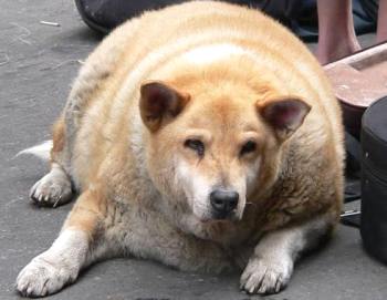 [Fat-greater-dog.jpg]