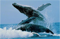 Japón suspende la caza de ballenas jorobadas