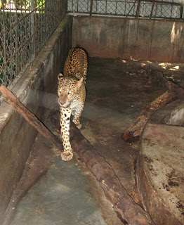 Not a happy leopard at all