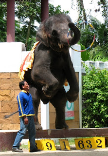 Elephant show at Phuket Zoo