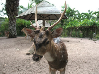 Deer at Phuket Zoo