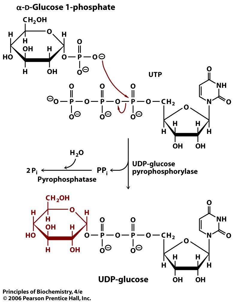 [glycogen_UDP_glucose-pyrophosphorylase.jpg]