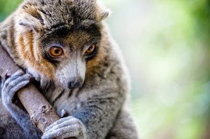[Lemur+Thursday.jpg]